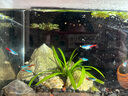 紅綠燈魚(yú)小型熱帶燈科魚(yú)活體草缸群游魚(yú)觀(guān)賞魚(yú)寶蓮燈斑馬魚(yú)孔雀魚(yú) 1.6cm左右紅綠燈5條 曬單實(shí)拍圖