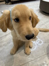 Orijen渴望狗糧 幼犬 全價(jià)茁壯成長(zhǎng)無(wú)谷進(jìn)口雞肉犬糧11.4kg 效期26/8 曬單實(shí)拍圖