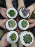 兩腿跑【送貨上門】教師節(jié)多肉植物帶盆桌面盆栽組合綠植花卉幼兒園盆栽 北歐6盆(帶盆栽好) 曬單實(shí)拍圖
