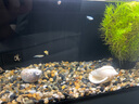 當貝智能生態(tài)魚缸1Ultra 一體缸自循環(huán)雙過濾AI托養(yǎng)懶人家用桌面魚缸 曬單實拍圖