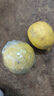 廣東香水檸檬新鮮一級果應季水果檸檬子彈頭無(wú)籽青檸檬奶茶店專(zhuān)用 檸檬（70-100g）2顆裝 曬單實(shí)拍圖
