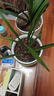 劉閣蘭花蘭花苗盆栽夏帶花苞發(fā)貨名貴花卉 金秋歲月四季開(kāi)花綠植室內香蘭 富山奇蝶2苗帶盆土肥,說(shuō)明書(shū) 曬單實(shí)拍圖