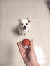 麥舒特日本狗狗玩具自動(dòng)寵物自嗨逗狗神器比熊中小型犬耐咬突突球 鳥(niǎo)叫長(cháng)尾【歐曼紅】 自動(dòng)逗狗 曬單實(shí)拍圖