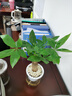 花翁花卉盆栽綠植水培【辦公套餐】發(fā)財樹(shù)+梔子花+金鉆源頭直發(fā) 曬單實(shí)拍圖