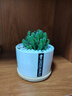 綠蔭巷子仙人掌球多肉植物盆栽室內類(lèi)電腦桌面綠植小盆栽組合好養肉肉盆景 【萬(wàn)重山+金琥】白瓷含托盆 含盆 曬單實(shí)拍圖