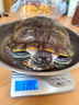 【家庭裝】冷鮮帶筋豬蹄1kg 曬單實拍圖