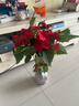歐芽  一品紅盆栽圣誕花庭院陽(yáng)臺花卉植物室內花好養活四季客廳面綠植 一品紅1盆(原盆) 原土發(fā)貨 曬單實(shí)拍圖