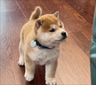 時(shí)染柴犬 柴犬幼犬純種狗寵物狗 純種柴犬 幼寵物活體活物 血統級 母 曬單實(shí)拍圖