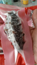 官參堂 大連底播即食海參新鮮遼刺參海鮮水產(chǎn)中秋禮品盒 1500g 27-36只 甄選 曬單實(shí)拍圖