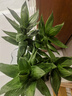 大海邊 文昌竹帶根觀(guān)音竹荷花竹水培植物凈化空氣辦公室節節高升富貴竹 文昌竹4棵（送營(yíng)養液） 50-60厘米 曬單實(shí)拍圖