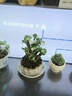 OEMG金錢(qián)木盆栽招財植物多肉老樁室內客廳辦公室桌面四季好養綠植花卉 玉錦金錢(qián)木3-5枝頭+（原廠(chǎng)塑料盆） 招財植物 15天包活 曬單實(shí)拍圖