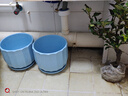 花翁盆栽花卉綠植盆景 5年2cm老樁精品[垂絲海棠+紅玉海棠]源頭直發(fā) 曬單實(shí)拍圖