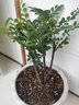 小葉紫檀樹苗黑骨茶室內(nèi)陽臺盆栽花卉綠植耐寒四季常青微景觀樁形 中號4根25厘米高左右 曬單實拍圖