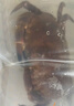 鮮活面包蟹400-600g/只 曬單實(shí)拍圖