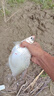 漁之源釣魚炮臺支架魚竿架炮臺魚竿支架釣箱臺釣地插碳素架桿手竿支架 1.8m 【大物加強版】推薦5.4內(nèi)魚竿 曬單實拍圖
