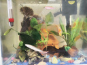 金苔鼠魚魚缸清潔魚工具魚魚缸除藻清理糞便小型熱帶觀賞魚魚活體 金苔鼠1條送備損1條【發(fā)2條】 曬單實(shí)拍圖