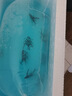 熊貓燕魚(yú)三色燕神仙燕魚(yú)包郵觀(guān)賞魚(yú)熱帶魚(yú)淡水魚(yú)好養活活 熊貓燕3-4厘米6條 曬單實(shí)拍圖