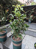 桂花樹(shù)苗庭院嫁接桂花盆栽室內綠植濃香型盆景四季桂花樹(shù)植物好養 精選5年老樁65cm當年開(kāi)花 育苗袋 曬單實(shí)拍圖
