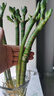 萌肉居龍竹水養(yǎng)綠植文昌竹盆栽富貴竹開運(yùn)竹40cm高6根不含瓶源頭直發(fā) 曬單實(shí)拍圖