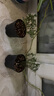 帶花苞日本姬月季盆景四季開(kāi)花姬紫薇姬乙女迷你微型月季桌面盆栽易活辦公室內花卉姬薔薇姬迷你好養觀(guān)花 2盆日本姬月季帶花苞/2年苗/具體大小看產(chǎn)品描述哦 曬單實(shí)拍圖