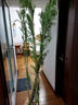 臨雅魚(yú)缸水培植物造景水杉樹(shù)苗一木成景水草水生植物活體水養植物盆栽 水培水杉80-100cm(易養/有水就活 10棵 曬單實(shí)拍圖