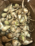 正宗美味好吃蕎頭現(xiàn)挖新鮮自種藠頭腌制泡菜農(nóng)家當(dāng)季現(xiàn)挖新鮮蔬菜 5斤【源頭直采包郵】 大果 曬單實拍圖