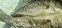 鮮京采三去海鱸魚3斤/3條 生鮮魚類 白蕉鱸魚地標(biāo) 無冰凈重3斤 源頭直發(fā) 曬單實(shí)拍圖