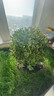 小葉黃楊球瓜子黃楊四季常青別墅地栽庭院花壇耐寒綠化植物籬笆墻 小葉黃楊球形（50厘米冠幅） 不含盆 曬單實(shí)拍圖