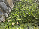 蘇泊爾（SUPOR）養(yǎng)生壺 316L不銹鋼 1.5L煮茶器花茶壺 恒溫水壺?zé)畨仉姛崴畨?辦公室保溫煮茶壺 SW-15YJ05 曬單實(shí)拍圖