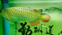 日本綠粉黃粉魚(yú)缸殺菌龍魚(yú)蒙眼凸眼爛腮爛尾白點(diǎn)觀(guān)賞魚(yú)藥水族藥劑 (特效)日本黃粉 100g 曬單實(shí)拍圖