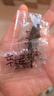 山頭林村罐頭植物盲盒幼兒園室內種植小盆栽種子網(wǎng)紅祝福綠植兒童節禮物 寓意種植小盆栽盲盒【隨機2罐裝】 【老師推薦/簡(jiǎn)單易活/四季可種】 曬單實(shí)拍圖