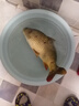 化氏（HUA）不空軍腥香300克 水庫野釣鯽魚(yú)鯉魚(yú)草魚(yú)餌料釣餌通殺配方大板鯽 300克不空軍（腥香）X 5袋 曬單實(shí)拍圖