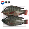 翔泰海南三去羅非魚/海南鯛1400g/共4條免處理 生鮮魚類 海鮮水產(chǎn)  曬單實(shí)拍圖