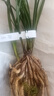 華香園鄭孝荷蕙蘭銘品蘭花苗濃香型辦公室內盆景耐陰綠植綠植盆栽花卉 鄭孝荷1棵3苗不帶花苞 裸根發(fā)貨 曬單實(shí)拍圖