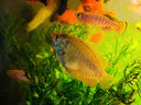 魚(yú)官兒漂亮寶貝燈鳉魚(yú)魔鬼刀黑羽毛玻璃貓鉆石彩虹鯽魚(yú)原生缸觀(guān)賞小魚(yú) 漂亮寶貝5條（2.5-3cm） 曬單實(shí)拍圖