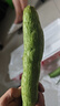 農(nóng)家自種長(zhǎng)絲瓜綠色蔬菜夏季減肥解暑山東現(xiàn)發(fā)鮮嫩 新鮮絲瓜 5斤 凈重 曬單實(shí)拍圖