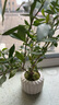 八芽小葉梔子花盆栽開(kāi)花植物室內(nèi)桌面茶幾好養(yǎng)花卉綠植辦公室凈化空氣 小葉梔子花-陶瓷豎紋盆 帶盆栽好 曬單實(shí)拍圖