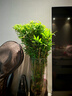 水培米竹室內(nèi)盆栽植物水養(yǎng)觀音竹富貴竹南天竹客廳竹子花卉綠植 精品米竹10顆【30-40厘米】 曬單實(shí)拍圖