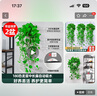 綠蘿吊蘭水培盆栽室內(nèi)除甲醛長藤綠籮垂吊植物新房去甲醇凈化空氣 精品壁掛款2盆（藤長50~60cm） 曬單實拍圖