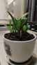 艾瑩七彩香水石斛蘭花四季開花好養(yǎng)綠植濃香型石斛室內(nèi)植物花卉盆栽 5苗連體 七彩石斛 裸根發(fā)貨 曬單實拍圖