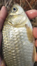 趣玲瓏環(huán)保軟芯快速鉛鉛皮卷釣魚墜配重快速鉛大物快速鉛皮卷垂釣 快速鉛1.0克[10枚] 曬單實拍圖