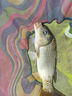 川澤無(wú)結快鎖線(xiàn)組成品主線(xiàn)組套裝日本進(jìn)口魚(yú)線(xiàn)主線(xiàn)強拉力綁好競技線(xiàn)組 4.5m【4卷裝】+收納盒剪刀 1.2號 曬單實(shí)拍圖