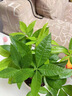 花翁招財好運盆景綠植盆栽A級大盆三桿發(fā)財樹（極簡豎紋盆）源頭直發(fā) 曬單實拍圖