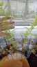 臨雅魚缸水培植物造景水杉樹苗一木成景水草水生植物活體水養(yǎng)植物盆栽 水培水杉20-30cm(新手易養(yǎng)/有水就活) 5棵 曬單實(shí)拍圖