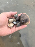 花沃里趕海工具6件套裝 鏟子挖沙工具鐵鍬耙子趕海夾子防水手套抄網(wǎng)水桶 曬單實(shí)拍圖
