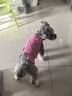 MIKI PAD狗狗衣服小型犬春秋狗狗背心冬季貓衣服比熊泰迪雪納瑞戶(hù)外可牽引 玫紅馬甲 XL胸圍45cm（參考體重9-11斤） 曬單實(shí)拍圖