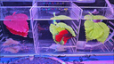 泰國斗魚(yú)母魚(yú)七彩婚紗尾觀(guān)賞魚(yú)桌面小寵物小型熱帶淡水魚(yú)好養包郵 精品黃色半月公/SS級大尾 曬單實(shí)拍圖