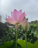 簡(jiǎn)皂鐵皮石斛洗發(fā)皂 氨基酸洗頭樺樹(shù)茸固體手工植物無(wú)狠活代替洗發(fā)水 90g*1塊【贈同款旅行裝25g*1】 曬單實(shí)拍圖