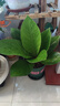 聚寶盆大葉綠植鳥(niǎo)巢花燭盆栽客廳招財(cái)水培植物室內(nèi)好養(yǎng)花卉發(fā)財(cái)樹(shù) 1顆聚寶盆（40~50cm）大號(hào) 帶盆種好 曬單實(shí)拍圖