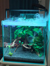云峰海瑞水草活體懶人草魚(yú)缸造景活體水草套餐魚(yú)缸水草有莖類(lèi)中后景真水草 【好養易活】香蕉草1顆 曬單實(shí)拍圖